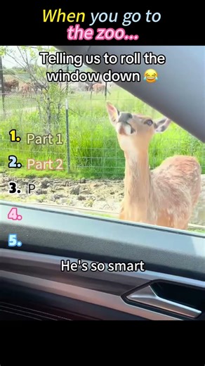 Feeding animals through the car window#animals #zoo #funny #moments #fyp