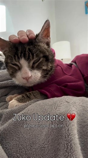 304K views · 18K reactions | Zuko has been with our rescue for a year...