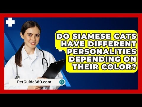 Do Siamese Cats Have Different Personalities Depending On Their Color? - PetGuide360.com