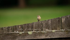 Sparrow on Rustic Fence – Nature Photography Print - Etsy Canada