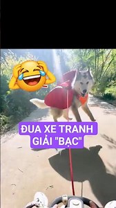 P6:Thử thách giải đua BÁT HƯƠNG BẠC của Báo thủ vs Border Collie🤣🐕 #dog #shorts #bordercollie #husky