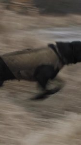 640K views · 3.1K reactions | Well thats one way to get there! #funny #blacklab #labradorretriever #blooperreel #duckhunting #mansbestfriend #mallard #waterfowl #gundog via alphadognutrition | The Public Hunter | Facebook