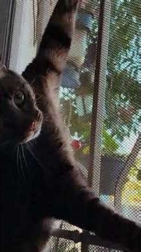 Helpful Cat Notification-- If You Have a Screen Door Your Cat May Want to Play 🕷️ SPIDER-KITTY 💞 luv