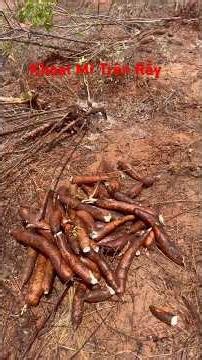 Harvesting Cassava