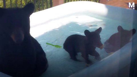Bears hijack kiddie pool on Tennessee balcony