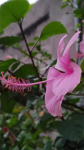 #nature #villagelife #ihavethisthingwithplants Find Peace in Nature 🌺 Pink Hibiscus Flower .