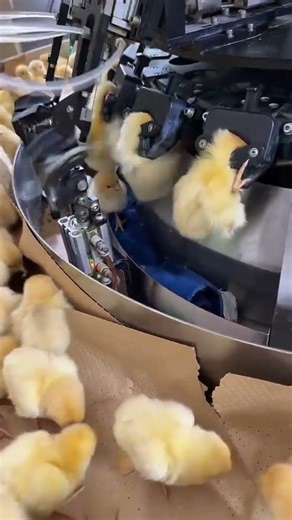 fast cock injection machine #shorts