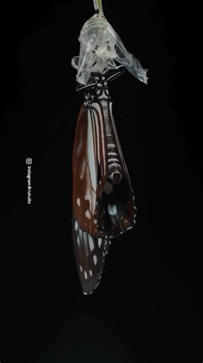 5.7K views · 144 reactions | The transformation of a butterfly, known as complete metamorphosis, is a four-stage life cycle: egg, larva (caterpillar), pupa (chrysalis), and adult. During the pupal stage, the caterpillar’s body breaks down and is rebuilt into a new form, culminating in the emergence of the winged adult butterfly. A beautiful video by @ruiruito | Roar Wildlife News | Facebook