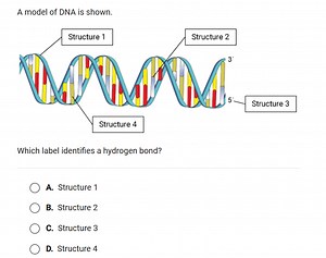 A model of DNA is shown.Which label identifies a hydrogen bon... | Filo