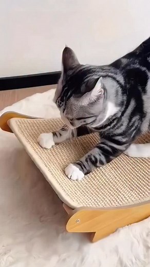 7.4K views · 175 reactions | The rocker that turns napping into an art form.  This 2-in-1 cat lounge features: ✅ Soothing 160° rocking motion ✅ Scratch & sleep surface (no mess!) ✅ Curved design for security The ultimate chill zone for your cat. Link in bio. #CatScratcher #MustHave #CatBed #RockingChair #PetHacks #CatsOfInstagram #ShopNow | NioPets | Facebook
