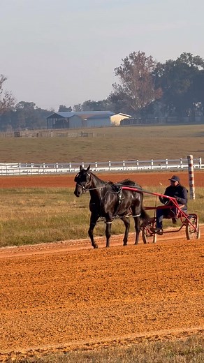 GOLD IMPACT ⭐️ STAY HUNGRY IMPACT ZONE | Altmeyer Wilder Racing