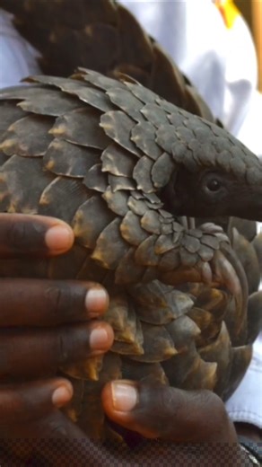 HELP SAVE Pangolins!! The #1 Most Trafficked Mammal In The World #pangolin #wildlife #naturelovers