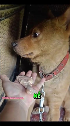 So embarrassed, so embarrassed by the strong reaction #dog #funny #westernvietnam