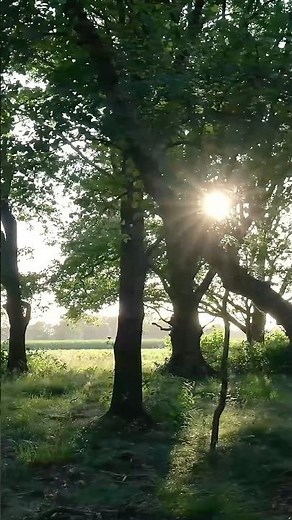 The Deadliest Tree on Earth.