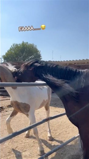 #funny #horse #viral #dbranch #shorts #share #follow #subscribe ##youtubeshorts #trending #youtube