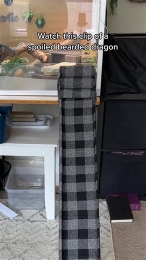 Spoiled Bearded Dragon Enjoying Window View