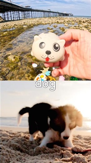 Kids Learn | Animal Names by the Pier: Chicken Pangolin Alpaca Dog Chimpanzee