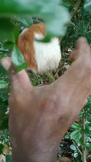 if the master's hand moves no one can escape #shortvideo