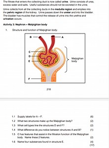 Activity 3: Nephron - Malpighian bodyStructure and function o... | Filo