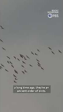 The epic Sandhill Crane migration