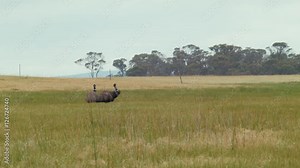 Wild Emus Wandering in a Paddock in Western Australia
