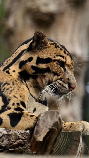 Meet Django, our mainland clouded leopard  Notice the little noises...