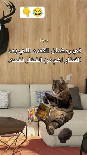 #اكسبلور #هتضحك #ضحك #تحشيش #funny #تحشي #قطط #كوميديات #ترند #لايك