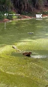 62K views · 177 reactions | Crocodile attack on a drone | Watercooler Animals | Facebook