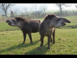 Tapir Fact File