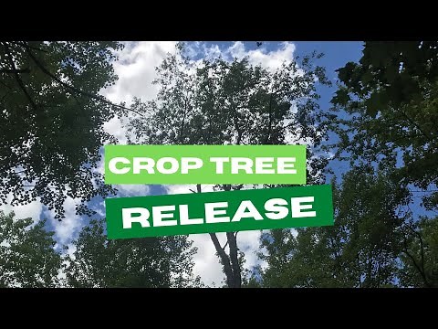 Forest Steward's Toolkit: The Crop Tree Release Method