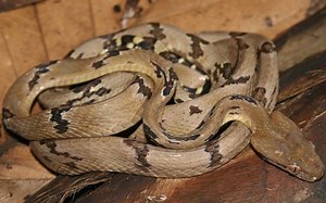 Boiga cynodon - Alchetron, The Free Social Encyclopedia