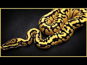 Kosmos Ball Pythons Explained!