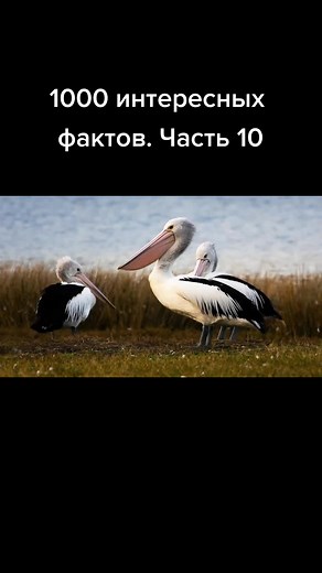 user32502543146 на TikTok