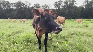 Chester is embracing responsible growth while preserving its rich historical identity. By blending the old with the new, the city aims to bring a renewed sense of vibrancy. From its roots with the Catawba and Cherokee to its evolution into an agricultural and manufacturing hub, Chester's heritage remains at its core. #OurTown https://www.scetv.org/watch/our-town | South Carolina ETV