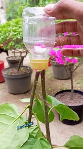 Air Layering • Plant propagation techniques #Cangkok #Airlayering #bougainvillea #fblifestyle | Prasetyo Kiki