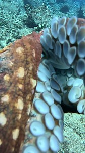 How Pros Hunt Octopus | Ryan Myers