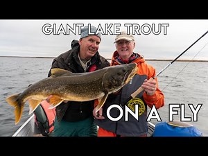 Giant Lake Trout in Super Shallow Water
