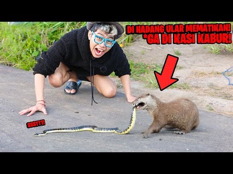 DIHADANG ULAR MEMATIKAN KETIKA BERBURU IKAN, BELUT! BERANG BERANG LUCU MAKIN GANAS!!!