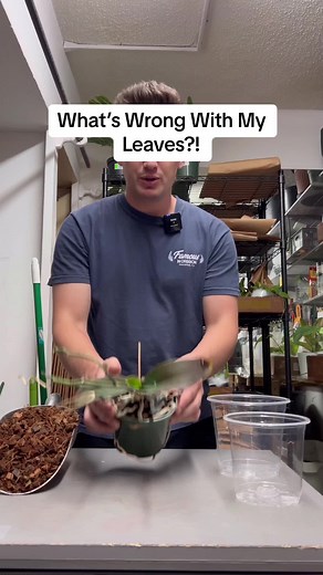 Orchids make great houseplants, and they do LOVE bright light. In fact, if your orchid hasn’t flowered in a year or more, it most likely isn’t getting enough light. I used coco-chips for this orchid, which provides a small amount of moisture to the roots while providing ample airflow, which is VERY important for orchids! I used a clear pot for this application, but it’s totally not necessary. I like to see the roots because you only water them when they’re all silver-with a clear pot this is eas