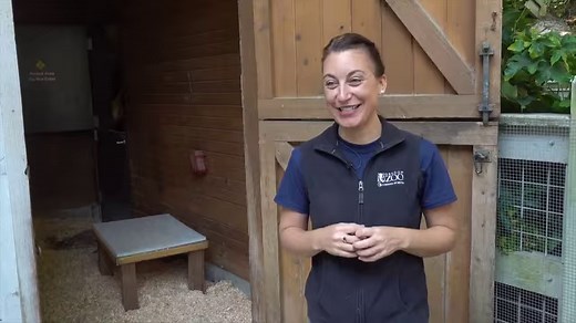 11K views · 147 reactions | Adorable! The Oregon Zoo's Tiny Goats met the mountain goats! | KGW-TV | Facebook