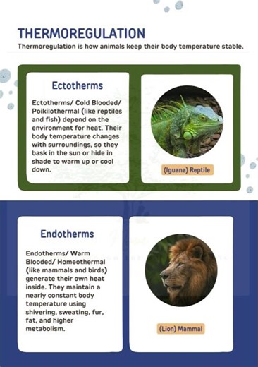 Thermoregulation: Ectotherms/ Endotherms