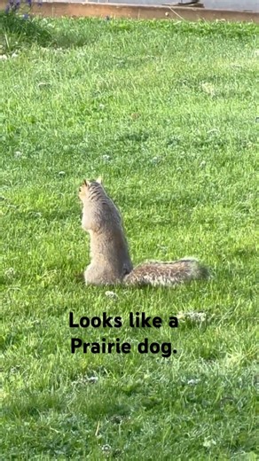 Busy Squirrel #nature #squirrel