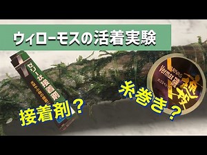 【水草飼育】ウィローモスの活着実験！ベストな方法は接着剤か、糸巻きか？