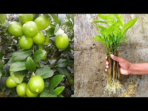 How to propagate lemon tree from cuttings || lemon tree cuttings easy method