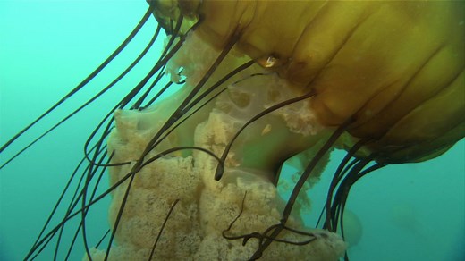 Sea nettle jellyfish have 16 feet (4.9 meters) worth of stinging tentacles—and their population is growing at an alarming rate. | National Geographic
