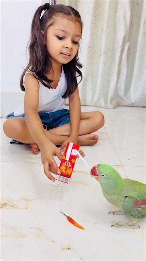 Tooktook ke ghar parrot 🦜 kya choose karega chili or coldrink?