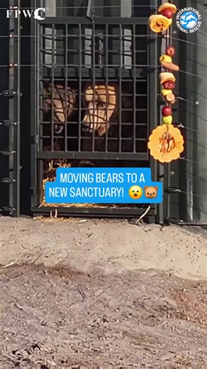 New Bear Rescue Center Opens in Ushi, Armenia