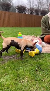 Chihuahua acting fearless then reconsidering 😂🐾🏃😂 #Chihuahua #FunnyDogs #DogMoments #ViralDogs #PetHumor #CutePets | Paws A Chihuahua
