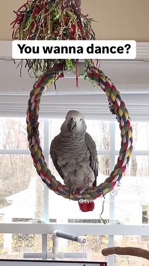 Can I have a kiss?💋Can I have a cuddle?🤗You wanna dance?💃 Come on let’s shake it💃🦜Feel my love everyday - get my Symagirl merch today! I have adult and kids Ts, hoodies and mugs! LINK IN BIO! Scroll when you're there to find more of your favorite Symagear! 🦜Symon is a 3 year old female Congo African Grey Parrot, hatched on June 15th 2021 who lives in a cozy country home with her parents, Chris and Sheila, and her two parrot siblings, Mickey and Sunny. Symon is an outgoing and talkative bir