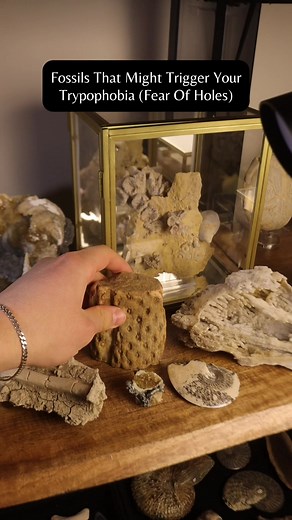 Trypophobia Warning….. #trypophobia #fears #fossils #dinosaurs #paleontology #naturalhistory #museum #fossilcollection #science #collections #oddities #ancient